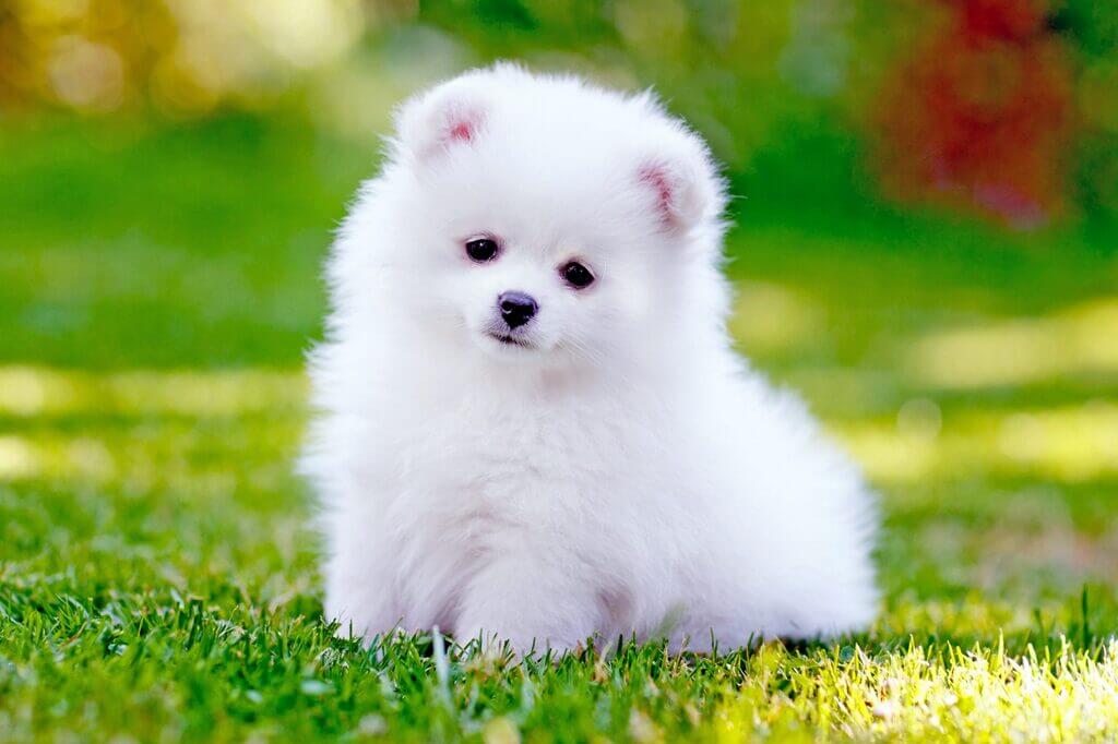 Pomeranian: large white dog breeds