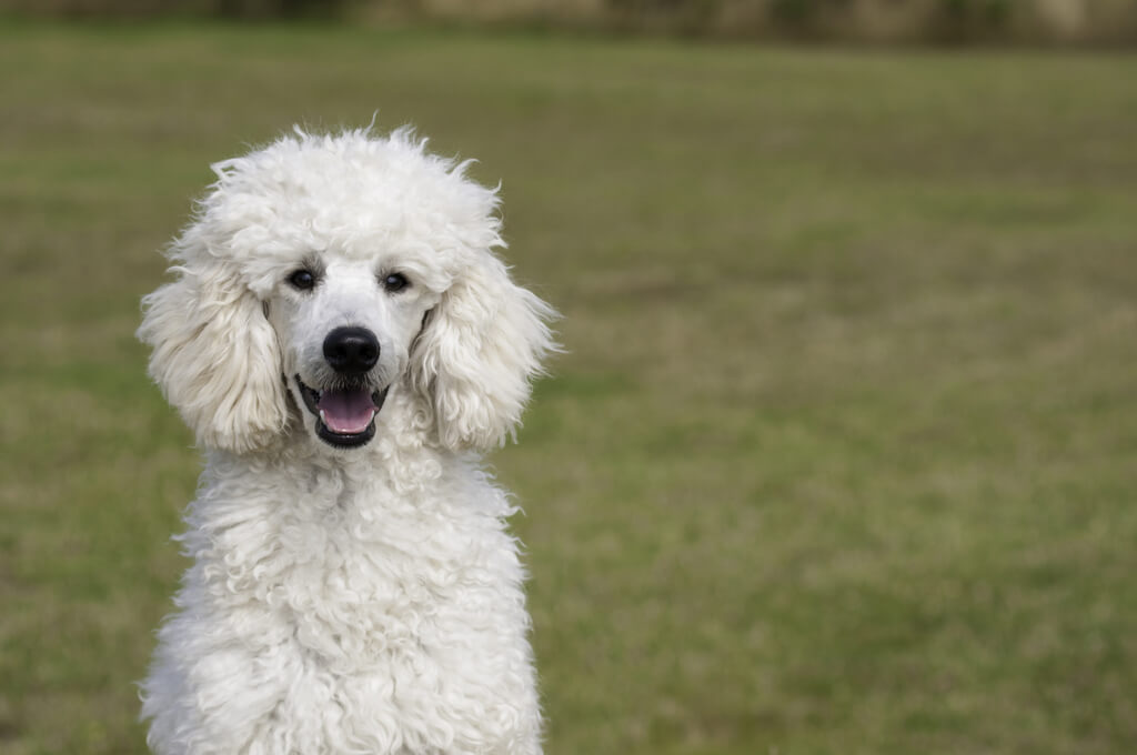 Poodle: large white dog breeds