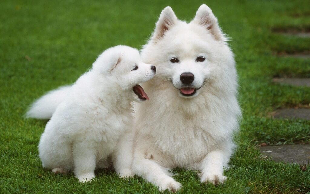 Samoyed: large white dog breeds