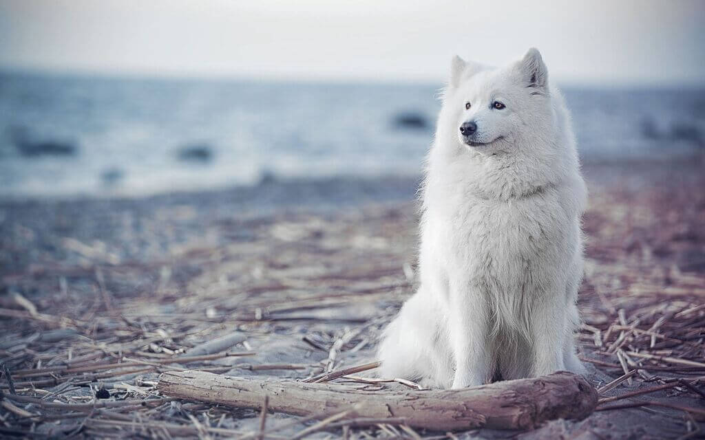 large white dog breeds