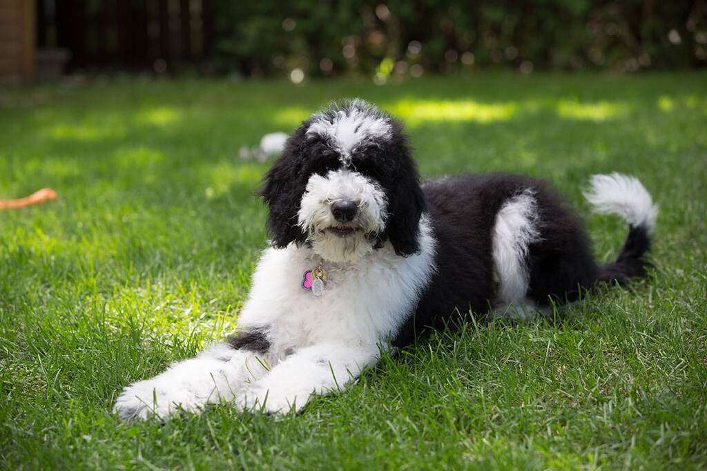 adult sheepadoodle