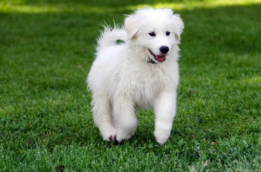 Great Pyrenees: small white dog breeds
