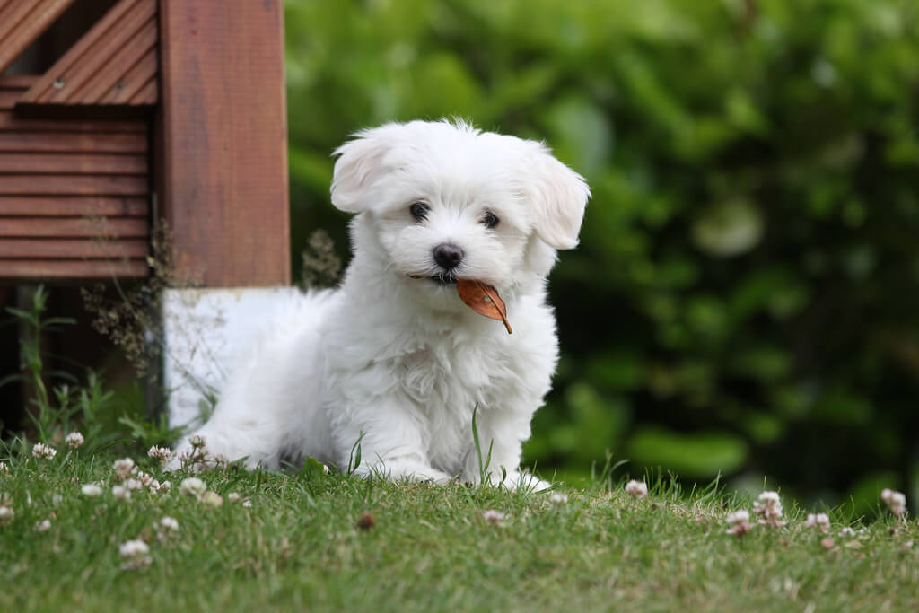 Havanese: small white dog breeds