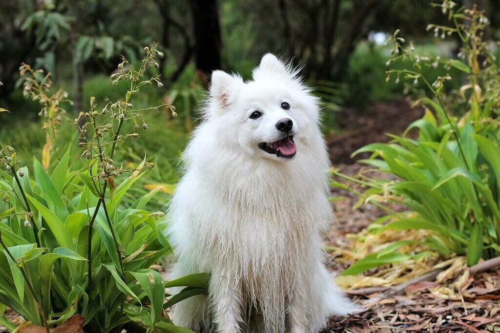 Japanese Spitz: small white dog breeds