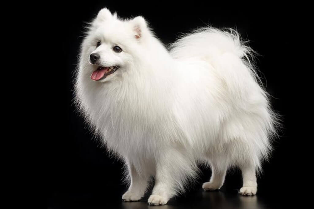 Japanese Spitz: small white dog breeds
