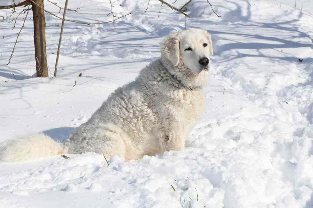Kuvasz: small white dog breeds