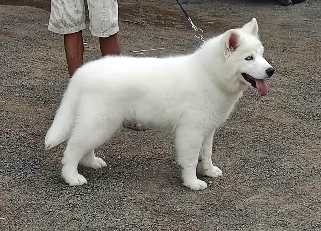 Siberian Husky: white fluffy dog breeds