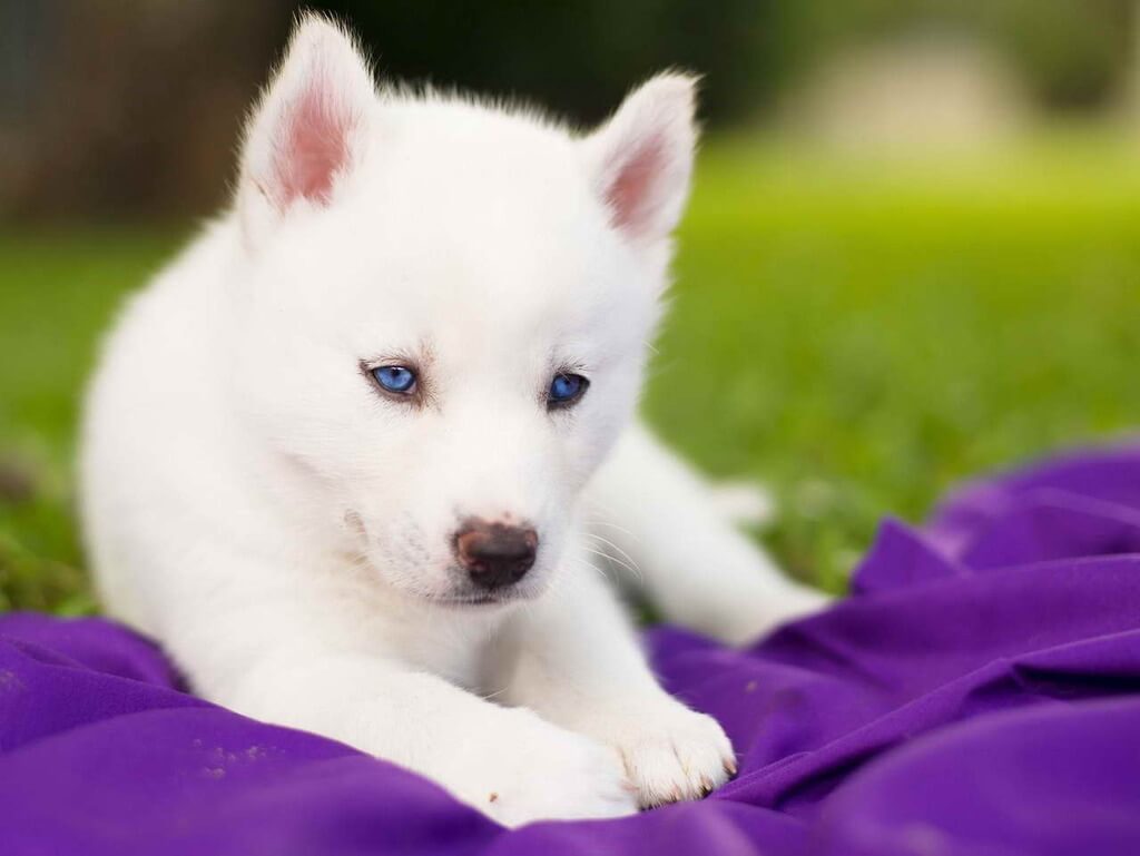 Siberian Husky: white fluffy dog breeds