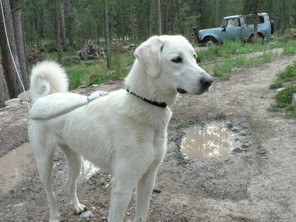 Akbash Dog: white fluffy dog breeds