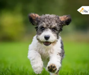 Cavachon Dog
