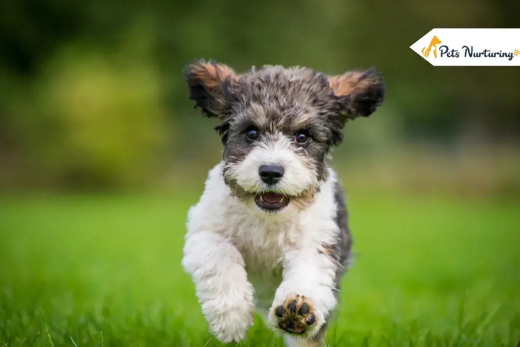 Cavachon Dog