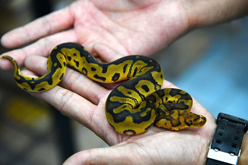 Facts About the Ball Python
