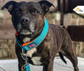 Martingale Collars for Dog