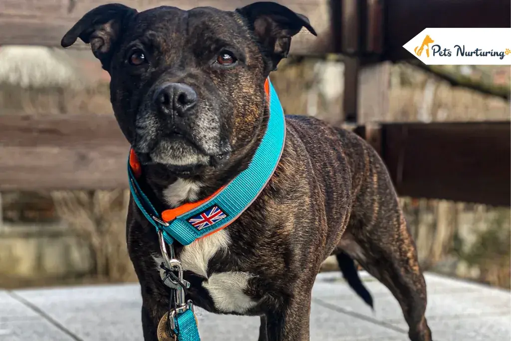 Martingale Collars for Dog