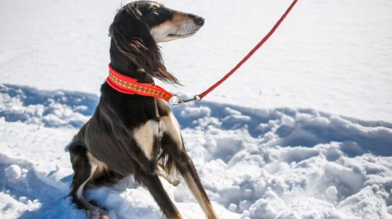 Martingale Collars for Dogs