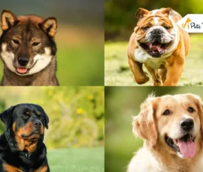 Most Expensive Dog Breed