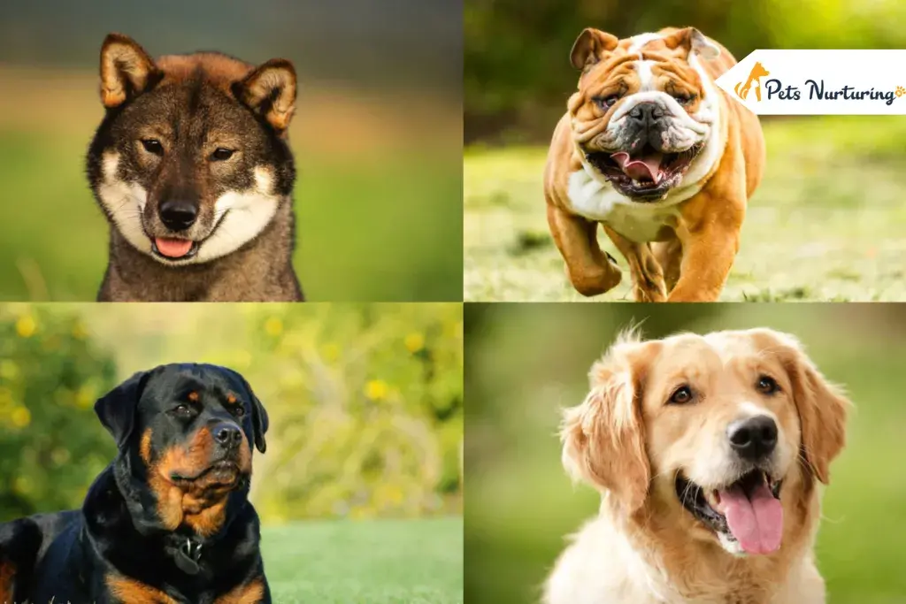 Most Expensive Dog Breed