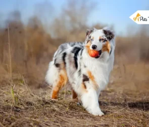 Toy Australian Shepherds