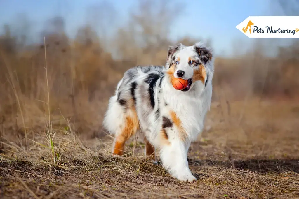 Toy Australian Shepherds
