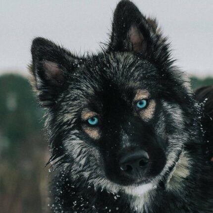 Agouti Husky Guide: History, Temperament, Grooming and More