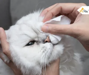 cat eye waterings