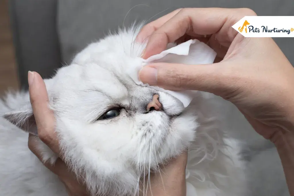 cat eye waterings