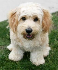 Cavachon Dog Breed: Everything You Need to Know