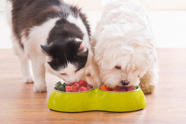 pet's diet and nutrition