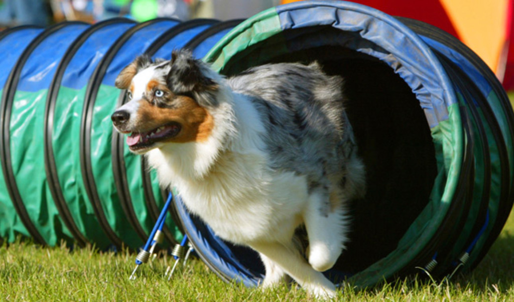Training & Grooming Needs to toy australian shepherd