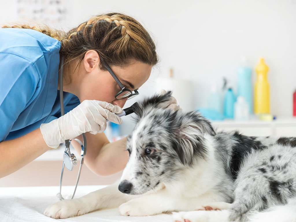 Common Health Problems of toy australian shepherd
