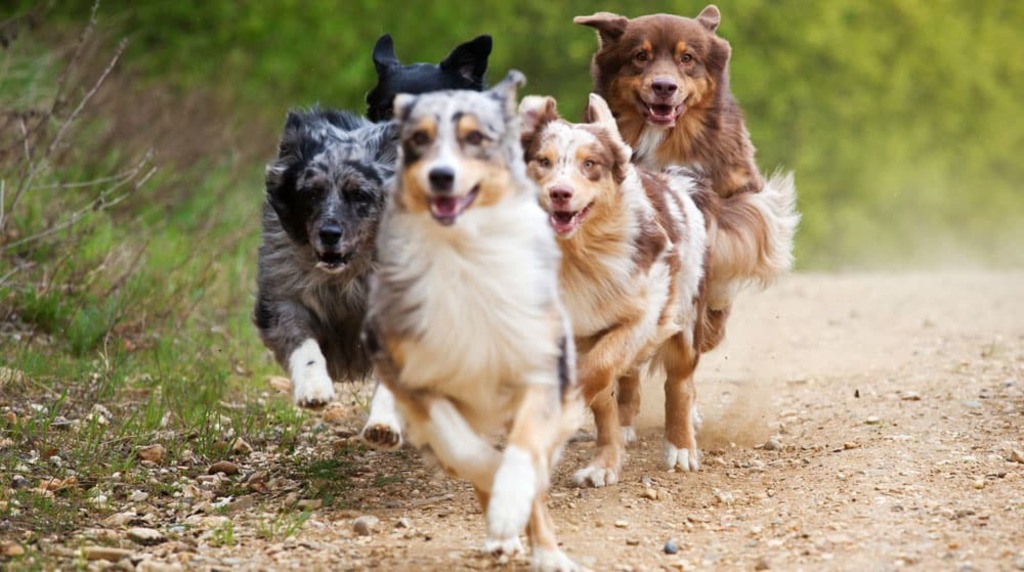 Coat and Color of toy australian shepherd