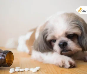 Animal Medicine