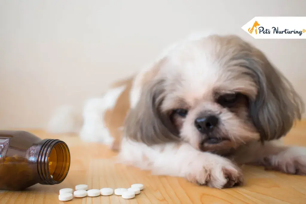 Animal Medicine