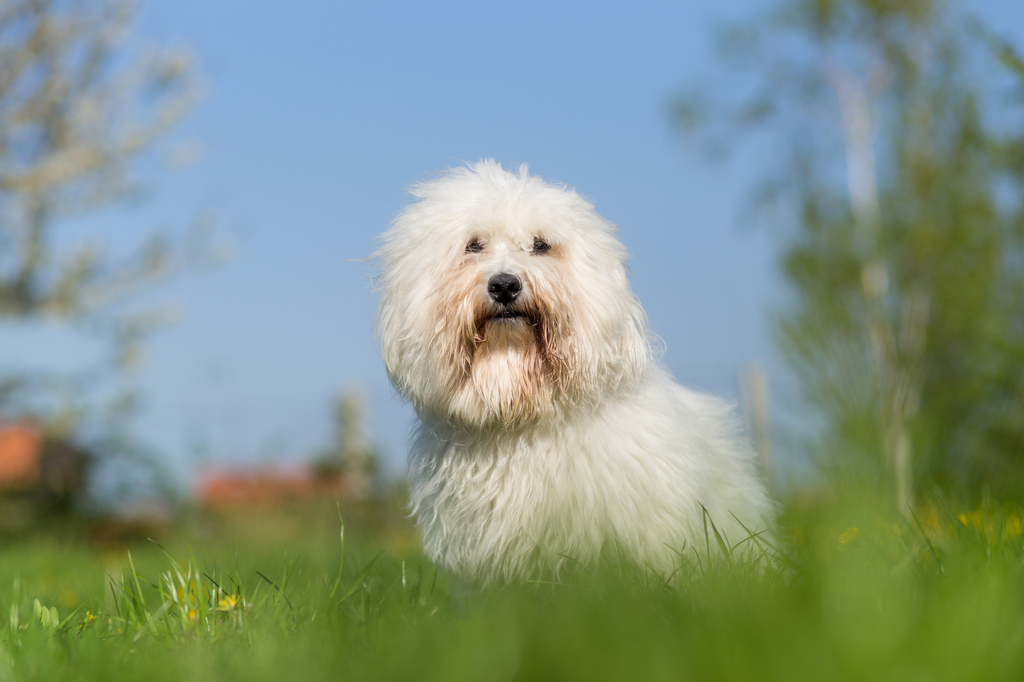 Coton de Tulear