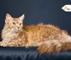 Curly Haired Cat