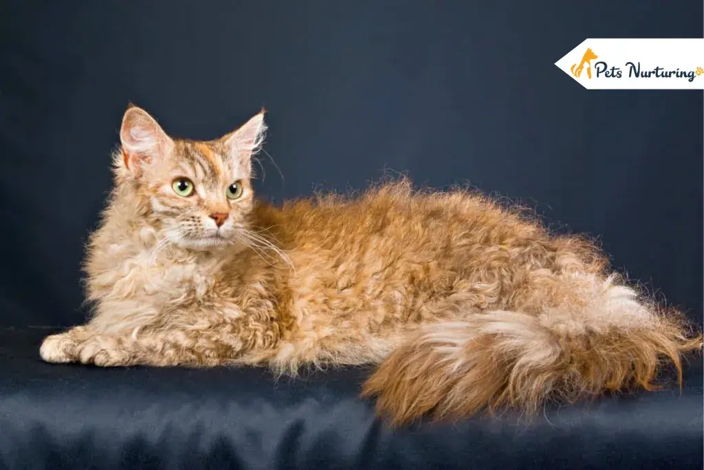 Curly Haired Cat