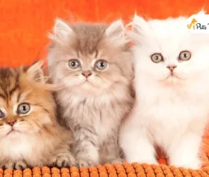 Cutest Cat Breed