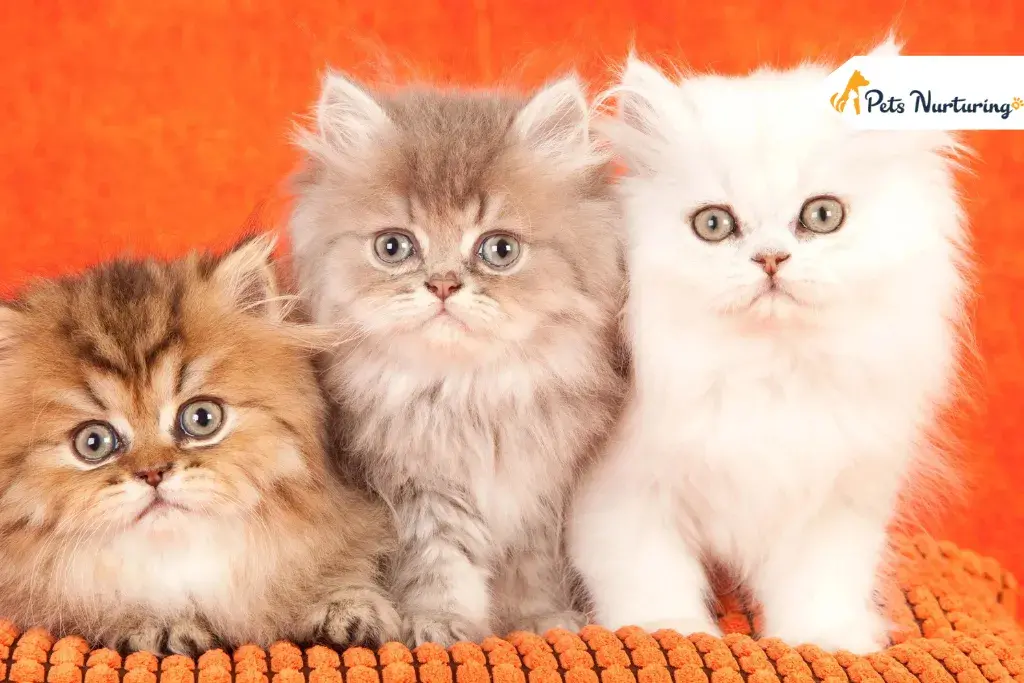 Cutest Cat Breed