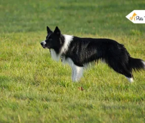 Do Border Collies Sheds