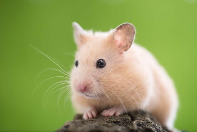 How Long Do Hamsters Live? An Easy Guide to Hamster Lifespan
