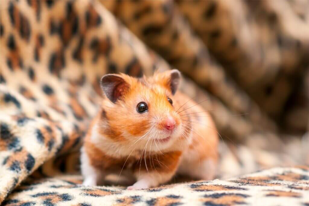 How Long Do Hamsters Live