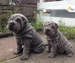 Mini Hippo Dogs