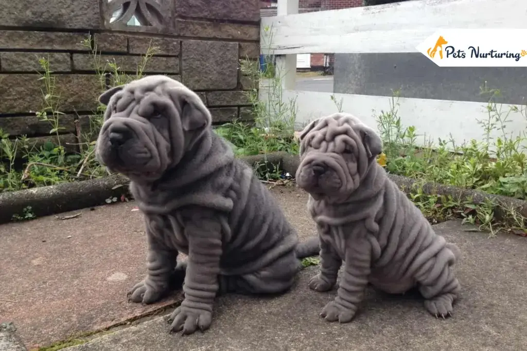 Mini Hippo Dogs