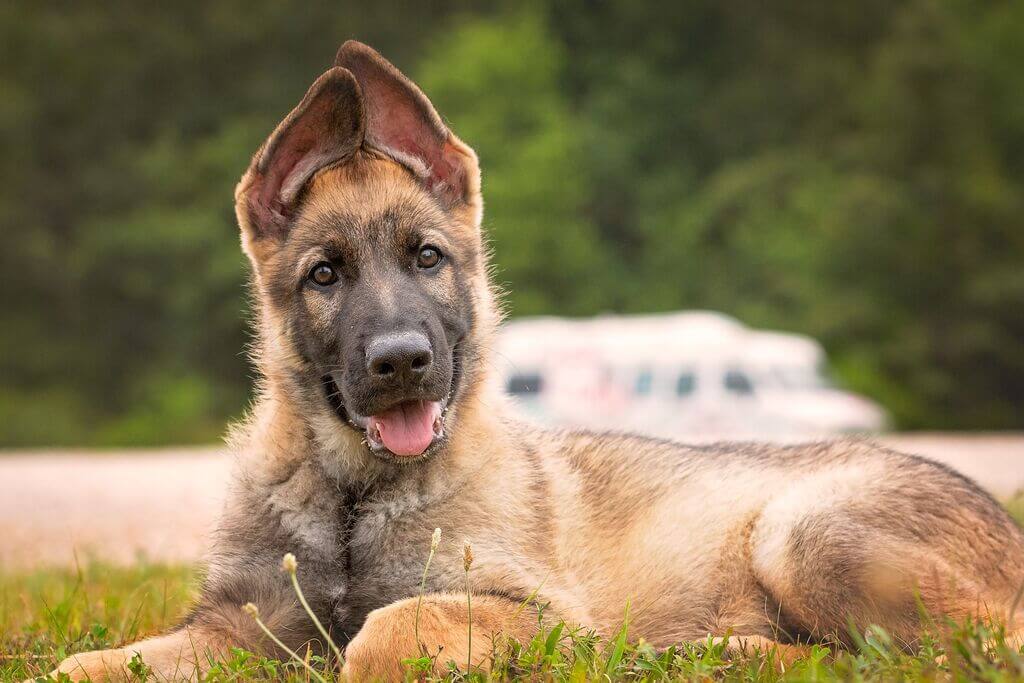 German Shepherd: Personal Protection Dogs