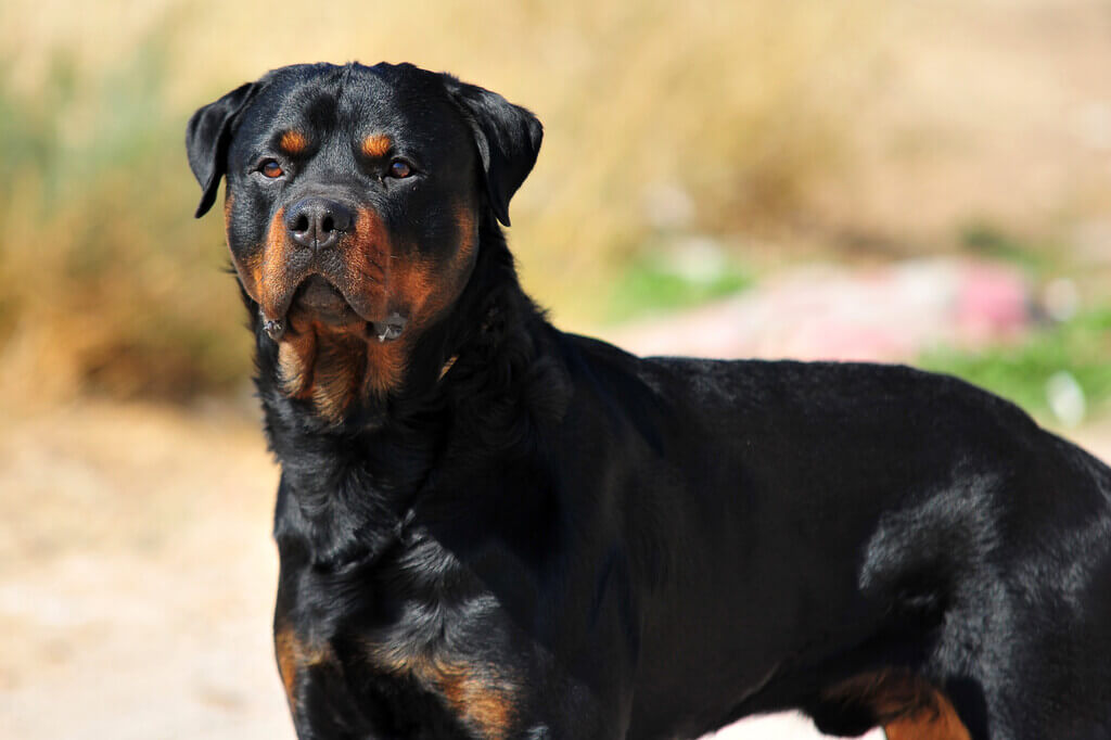 Rottweiler: Personal Protection Dogs