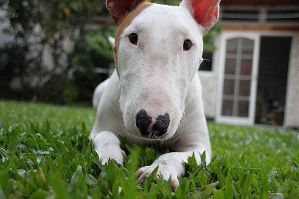 Bull Terrier: Personal Protection Dogs