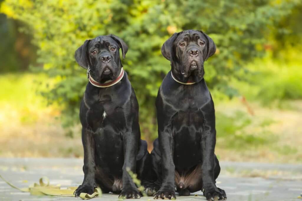Cane Corso: Personal Protection Dogs
