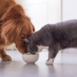 Why Is Dog Food Bad for Your Cat