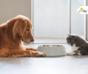 Why Is Dog Foods Bad for Your Cat
