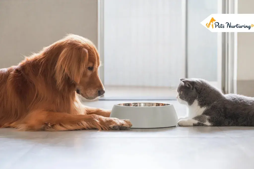 Why Is Dog Foods Bad for Your Cat